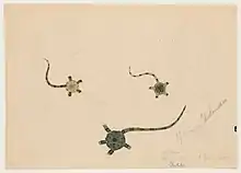 drawing of three ophioderma