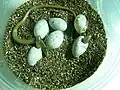 Hatchlings