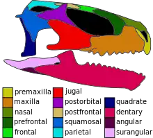 Skull of the basal eusphenodontian Opisthiamimus