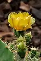 Opuntia hyptiacantha flower