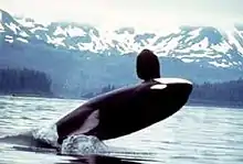 A killer whale leaping out of the water is about to land on its back.