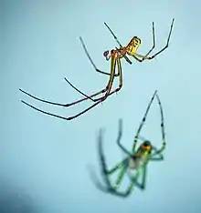 Orchard Orbweaver (Leucauge venusta) male and female