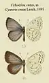 Illustration from Butterflies from China, Japan & Korea, 1893