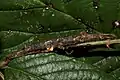 Female of an undescribed species, known as Orestes sp. 1 'Ba Be (National Park)'