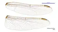 Male wings