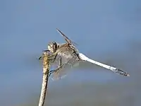 Male with hind wing damage viewed from the side