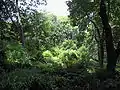 Valley of ferns