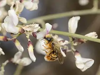 Flowers with pollinating bee, Osmia gracilicornis