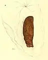 Pupa