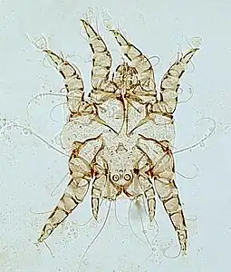 Otodectes surface-feeding mite causing ear canker