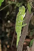 young female, Isalo National Park