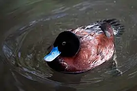 A rust-coloured duck with a black head and a bright blue bill floats on dark water