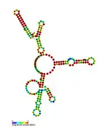 P29:  Secondary structure taken from the Rfam database. Family RF01675