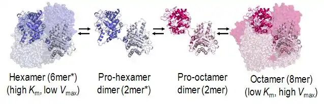 PBGS Quaternary Structure Equilibrium.