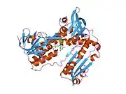 1grt: HUMAN GLUTATHIONE REDUCTASE A34E/R37W MUTANT