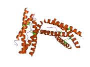 1vzj: STRUCTURE OF THE TETRAMERIZATION DOMAIN OF ACETYLCHOLINESTERASE: FOUR-FOLD INTERACTION OF A WWW MOTIF WITH A LEFT-HANDED POLYPROLINE HELIX