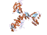 1zvm: Crystal structure of human CD38: cyclic-ADP-ribosyl synthetase/NAD+ glycohydrolase