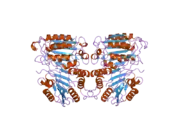 2ar9: Crystal structure of a dimeric caspase-9