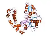 8icn: DNA POLYMERASE BETA (POL B) (E.C.2.7.7.7) COMPLEXED WITH SEVEN BASE PAIRS OF DNA; SOAKED IN THE PRESENCE OF ATP (1 MILLIMOLAR) AND MNCL2 (5 MILLIMOLAR)