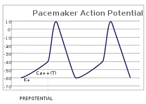 A plot of action potential (mV) vs time. The membrane potential is initially −60 mV, rise relatively slowly to the threshold potential of −40 mV, and then quickly spikes at a potential of +10 mV, after which it rapidly returns to the starting −60 mV potential. The cycle is then repeated.