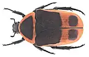 Pachnoda marginata murielae