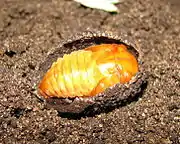 Pupa