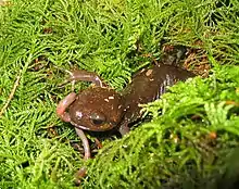 Northwestern salamander