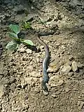 Slow worm in turquoise color.