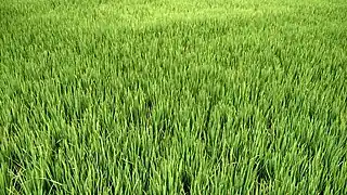 Paddy field