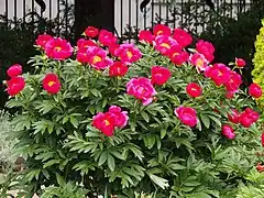 Peony - Paeonia lactiflora