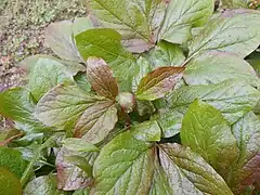 Paeonia daurica subsp. macrophylla, leaves and bud