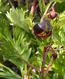 Paeonia californica