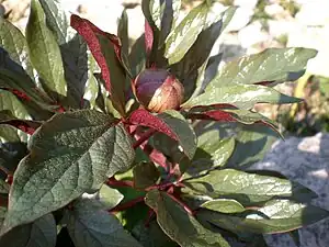 Paeonia cambessedesii