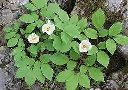 habit with flowers