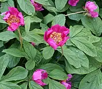 Paeonia mascula