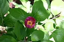 Small purple peony amidst green shrubbery