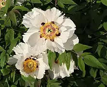 Paeonia rockii