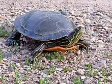 Painted turtle