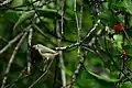 Pale-billed Flowerpecker on a Dendrophthoe falcata