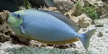 Bignose unicornfish, Naso vlamingii