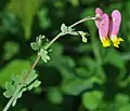 Pale corydalis (Capnoides sempervirens)