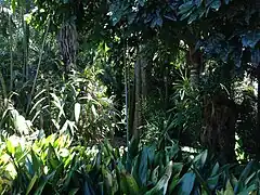 Typical vegetation in the Palm Grove