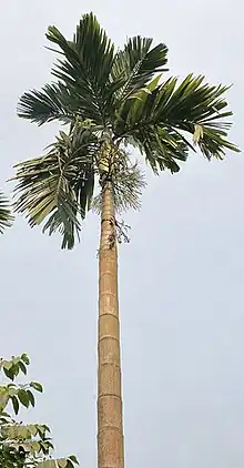 Areca palm at Kolkata, West Bengal, India