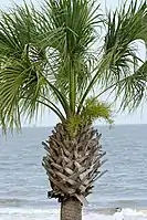 Close-up of the top, Atlantic Ocean, Georgia, U.S.