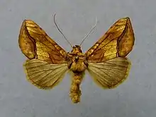 Panchrysia aurea