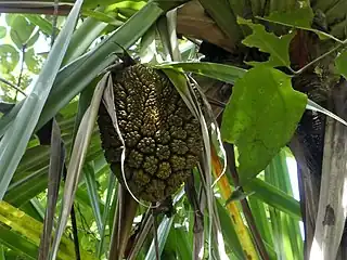 Fruit, with conspicuous phalanges.