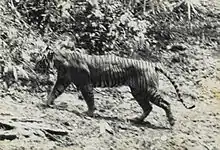 A photo of a Javan tiger,1938 at Ujung Kulon