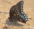 Spicebush swallowtail(Papilio troilus)tribe Papilionini