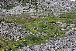 Hikers and wildflowers along the Paradise River near its source