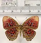 P. t. boulleti, female, ventral view